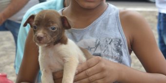 Adocao de Animais e Doacao de Mudas (1)