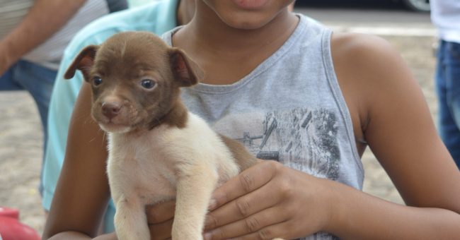 Adocao de Animais e Doacao de Mudas (1)