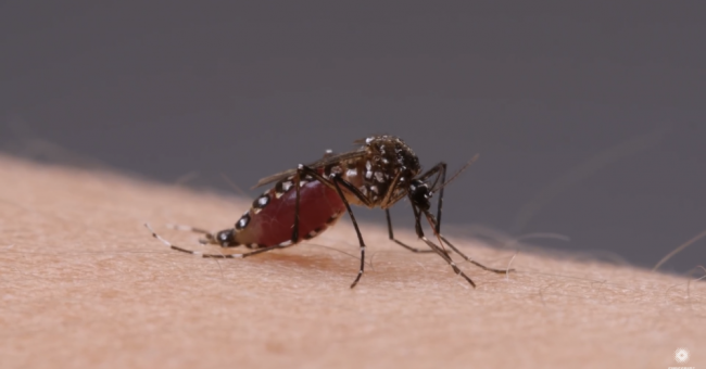 Dengue