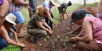 Horta Solidaria (2)