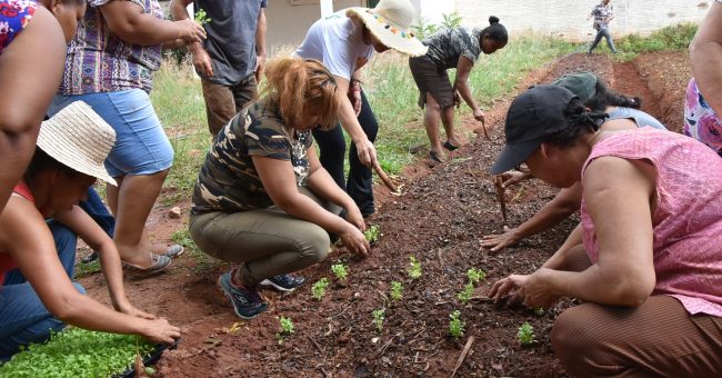 Horta Solidaria (2)