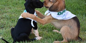 Filhotes de Cachorros - Daemo Ambiental