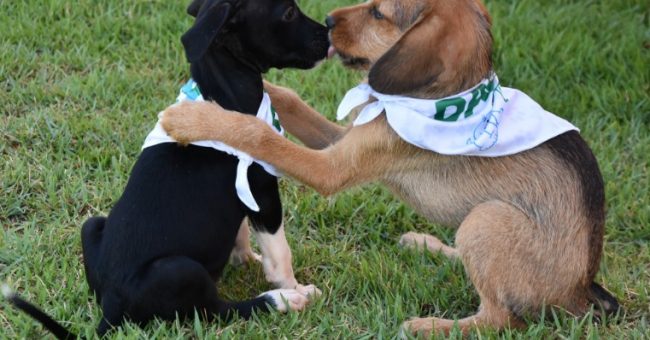 Filhotes de Cachorros - Daemo Ambiental