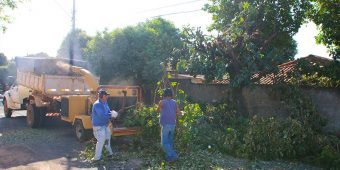 Coleta de galhos em Olímpia