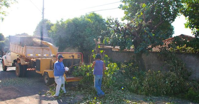 Coleta de galhos em Olímpia