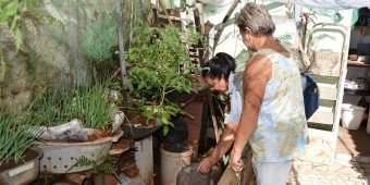 Combate à Dengue