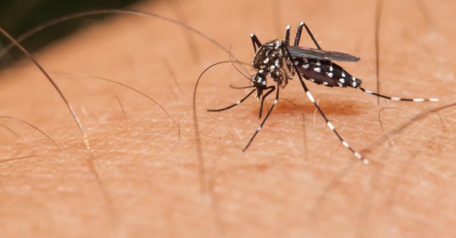 Mosquito sucking blood on a human hand