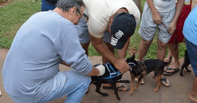 Vacinação animais